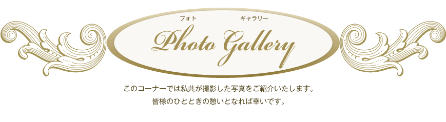 フォトギャラリー　このコーナーでは私共が撮影した写真をご紹介いたします。皆様のひとときの憩いとなれば幸いです。